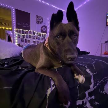 Siberian Husky and American Staffordshire Terrier Dogs Available for Adoption in Pahrump, Nevada - Luna | PetCurious