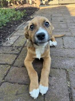Mixed Breed Dogs Available for Adoption in Davis, California - Puppy Honey | PetCurious