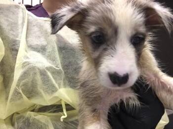 ADA -  Australian Cattle Dog Blue Heeler Dog for Adoption in Thousand Palms, California - ADA | PetCurious