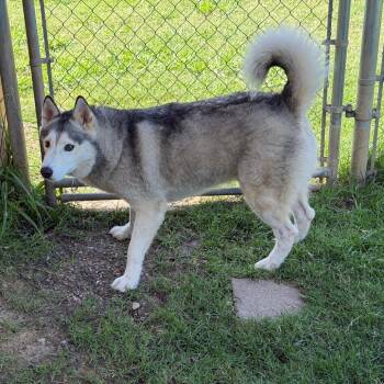 Totem -  Husky Dog for Adoption in Denison, Texas - Totem | PetCurious