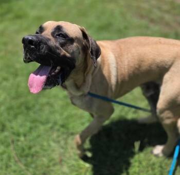 BIGUMZ -  Mixed Breed Dog for Adoption in Columbia, South Carolina - BIGUMZ | PetCurious