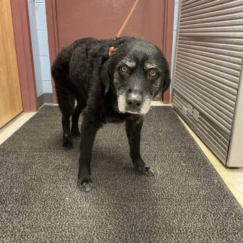 Black Labrador Retriever and Mixed Breed Dogs Available for Adoption in Saint Joseph, Missouri - Reginald | PetCurious
