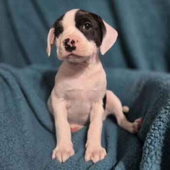 Mixed Breed Dogs Available for Adoption in Olathe, Kansas - Eldest Daughter | PetCurious