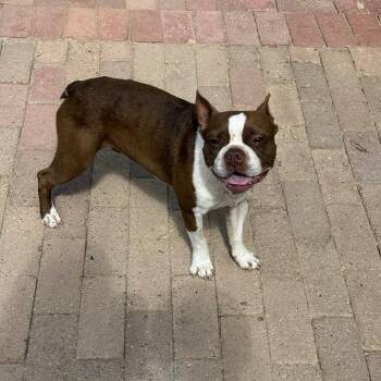 Goldfish -  Boston Terrier Dog for Adoption in San Diego, California - Goldfish | PetCurious