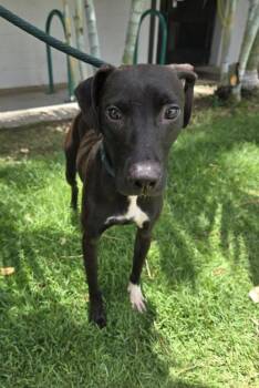 Roxy -  Hound and Mixed Breed Dog for Adoption in Honolulu, Hawaii - Roxy | PetCurious