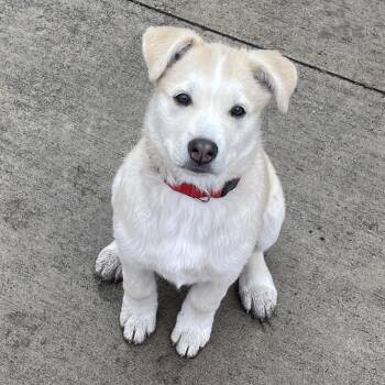 Rescue Mixed Breed Dogs for Adoption in Saskatoon, Saskatchewan - Mouse | PetCurious