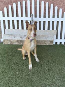 Staffordshire Bull Terrier and Mixed Breed Dogs Available for Adoption in Modesto, California - CHARM | PetCurious