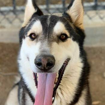 Rescue Husky and Siberian Husky Dogs for Adoption in Jefferson City, Missouri - Manny--Coming Soon | PetCurious