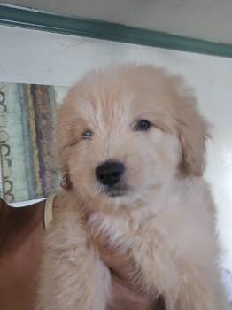 Chip -  Maltipoo Dog for Adoption - Chip | PetCurious