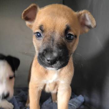 Nora -  Terrier Dog Available for Adoption in Clarksdale, Mississippi - Nora | PetCurious