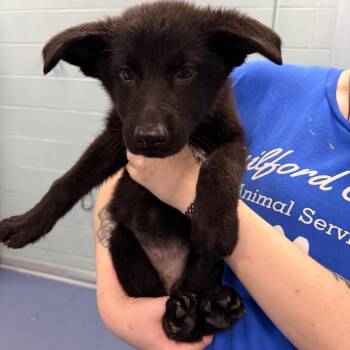 Fae -  German Shepherd Dog Dog for Adoption in Greensboro, North Carolina - Fae | PetCurious