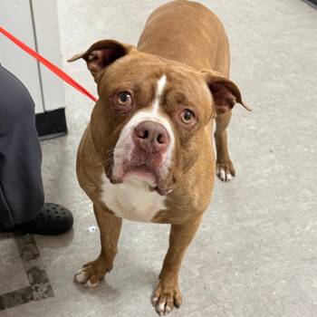 Mixed Breed Dogs Available for Adoption in Philadelphia, Pennsylvania - Nugget Monster | PetCurious