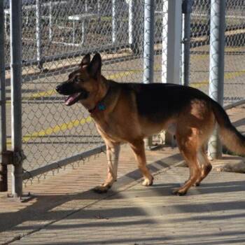Selleck -  German Shepherd Dog Dog for Adoption in Jackson, Louisiana - Selleck | PetCurious