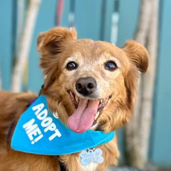 Lacey -  Corgi and Pomeranian Dog for Adoption in Pacific Grove, California - Lacey | PetCurious