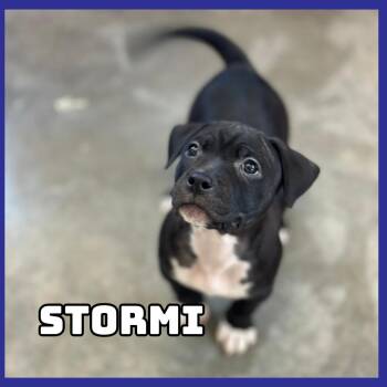 French Bulldog and Pit Bull Terrier Dogs Available for Adoption - Stormi | PetCurious