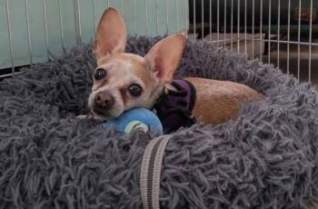 Artichoke -  Chihuahua Dog for Adoption - Artichoke | PetCurious