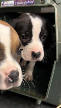 Dinky -  Mixed Breed Dog for Adoption in Danielsville, Georgia - Dinky | PetCurious