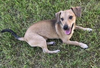 Pretzel -  Dachshund and Chihuahua Dog for Adoption in Southlake, Texas - Pretzel | PetCurious