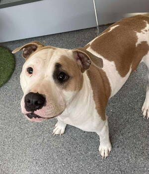 Rescue Terrier Dogs for Adoption in Covington, Virginia - Precious | PetCurious