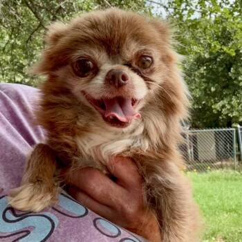 Yogi -  Chihuahua and Mixed Breed Dog for Adoption in Pelham, New Hampshire - Yogi | PetCurious
