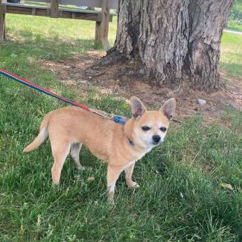 JASMINE -  Chihuahua Dog for Adoption in Methuen, Massachusetts - JASMINE | PetCurious