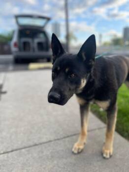 Rescue German Shepherd Dog and Belgian Shepherd Malinois Dogs for Adoption in Richland, Washington - Toby Shepard | PetCurious