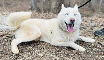 Husky Dogs Available for Adoption - Chad | PetCurious