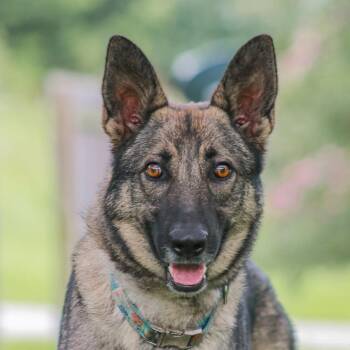 Penny -  Belgian Shepherd Malinois Dog for Adoption in Madisonville, Kentucky - Penny | PetCurious