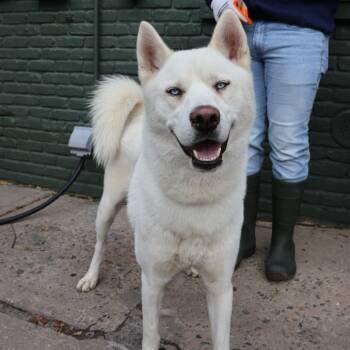 Rescue Siberian Husky Dogs for Adoption in Newark, New Jersey - Ghost | PetCurious