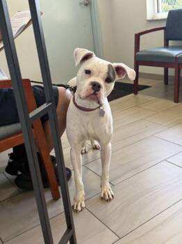Mia - 1 -  Boxer and Mixed Breed Dog for Adoption in Daytona Beach, Florida - Mia - 1 | PetCurious