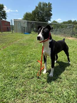 Dude -  Boxer Dog for Adoption in Conway, Arkansas - Dude | PetCurious