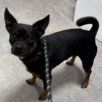 Rainbow Dash -  Mixed Breed Dog for Adoption in Philadelphia, Pennsylvania - Rainbow Dash | PetCurious