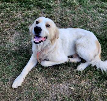 Chaz -  Great Pyrenees Dog for Adoption in Okemah, Oklahoma - Chaz | PetCurious