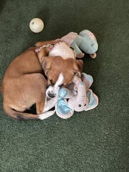 Jan -  Hound and Shepherd Dog for Adoption in Doylestown, Pennsylvania - Jan | PetCurious