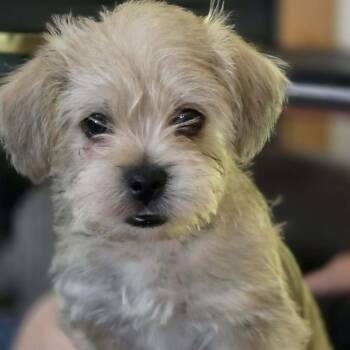 Yorkshire Terrier and Chihuahua Dogs Available for Adoption in Omaha, Nebraska - Hop | PetCurious