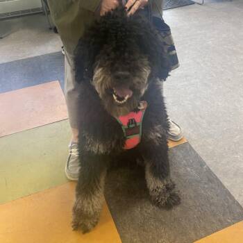 Standard Poodle Dogs Available for Adoption in Philadelphia, Pennsylvania - Chloe | PetCurious
