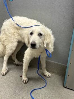 SHY -  German Shepherd Dog and Mixed Breed Dog for Adoption in Las Vegas, Nevada - SHY | PetCurious
