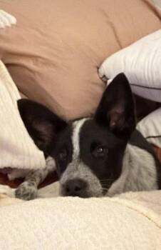 Rooster -  Australian Cattle Dog Blue Heeler Dog for Adoption in York, South Carolina - Rooster | PetCurious