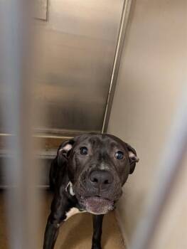 SKEET ULRICH -  Pit Bull Terrier Dog for Adoption in Sacramento, California - SKEET ULRICH | PetCurious