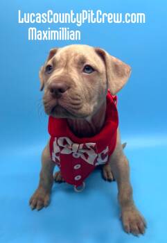 Maximillian -  Pit Bull Terrier and Boxer Dog for Adoption in Toledo, Ohio - Maximillian | PetCurious