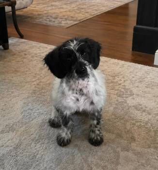 Fritz -  German Wirehaired Pointer Dog for Adoption in Houston, Texas - Fritz | PetCurious