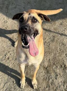 Aisha -  Shepherd and Mixed Breed Dog for Adoption in Visalia, California - Aisha | PetCurious