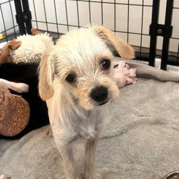 Terrier and Mixed Breed Dogs Available for Adoption in Los Angeles, California - Hot Dog | PetCurious