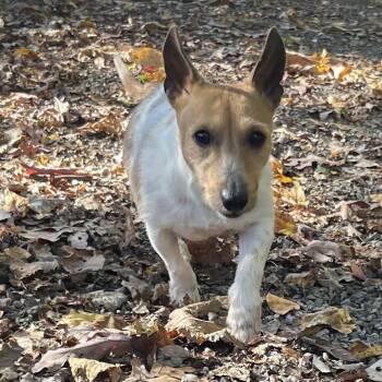 milo -  Jack Russell Terrier Dog for Adoption in Middletown, New York - Milo | PetCurious