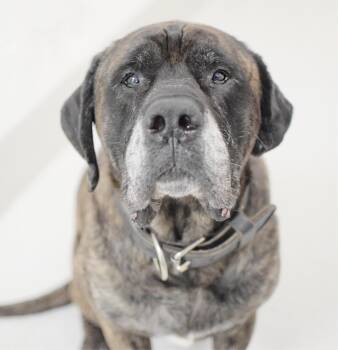 Diesel -  Mastiff Dog for Adoption in Pontiac, Michigan - Diesel | PetCurious