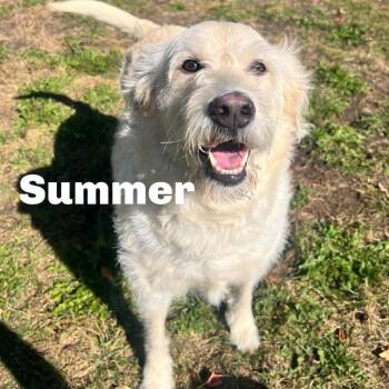Summer 260801 -  Mixed Breed Dog for Adoption in Gladstone, Michigan - Summer 260801 | PetCurious