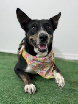 Cattle Dog and Labrador Retriever Dogs Available for Adoption - Juno | PetCurious