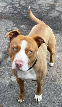 Rescue Terrier Dogs for Adoption in Candler, North Carolina - Ace | PetCurious