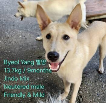 Jindo Dogs Available for Adoption in New York, New York - Byeol Yang | PetCurious