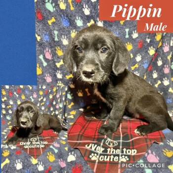 Labrador Retriever Dogs Available for Adoption - Pippin | PetCurious